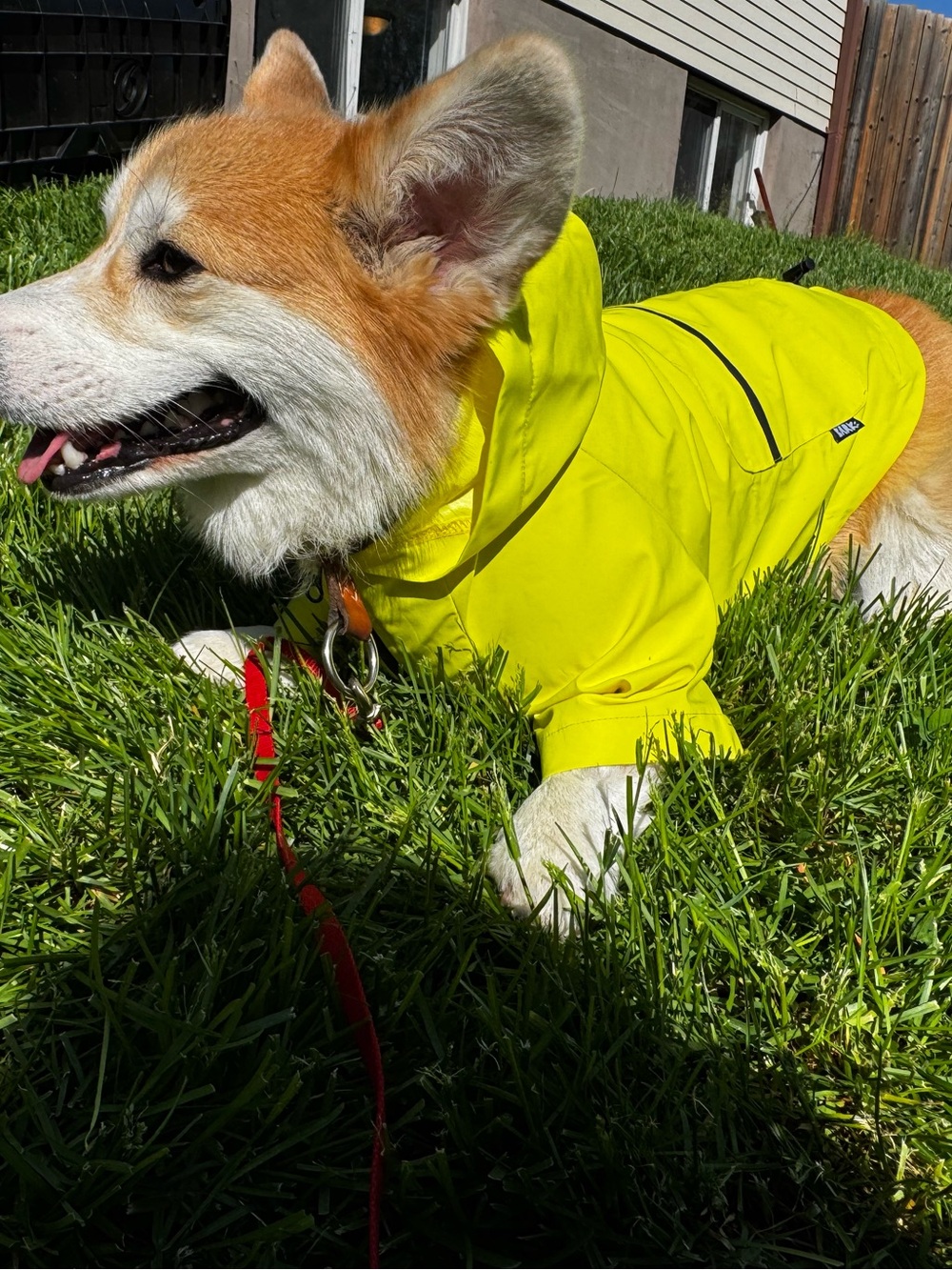 BARK - High-Visibility Yellow Dog Raincoat - Waterproof Pet Jacket